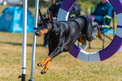 Setting up an obstacle course for your dog