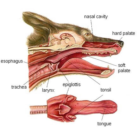 structure of a dog's tongue