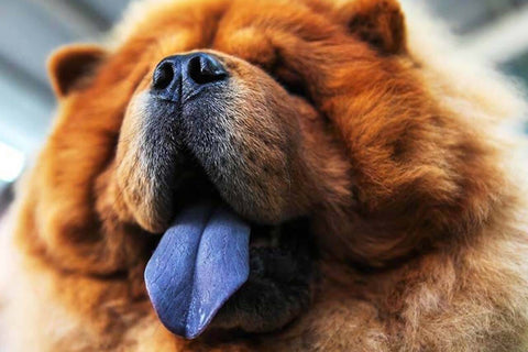 The color of a dog's tongue does not determine its temperament