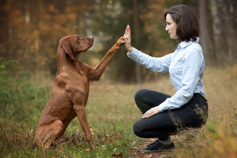 Understanding your dog's personality will help you tailor the experience to suit his needs.