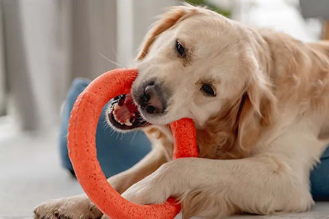 Using toys or treats to redirect your dog's attention away from potential triggers can help diffuse tense situations