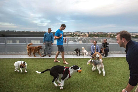 Welcome to the world of dog parks