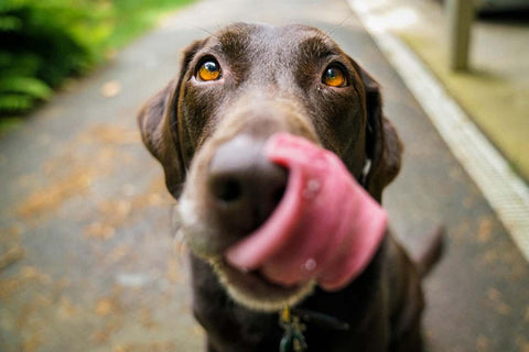Why does a dog lick and show affection with gentle tongue gestures?