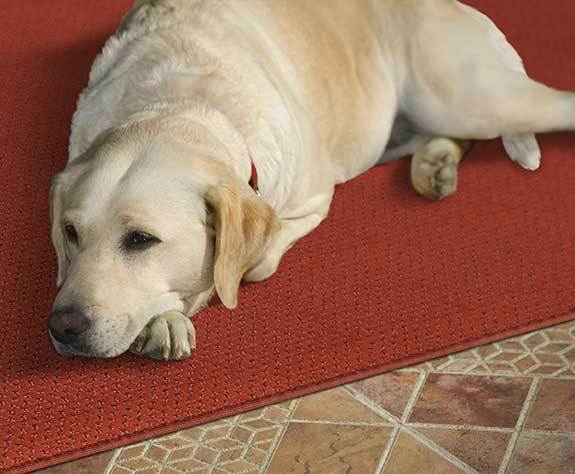 Pet-Friendly Vinyl Floors