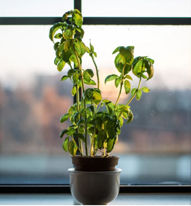 Pet-Safe Basil Plant