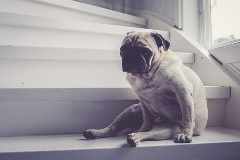 dog on hardwood stairs without carpet treads