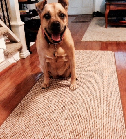 Older dog Emma doesn't slip on hardwood floor anymore with rugs