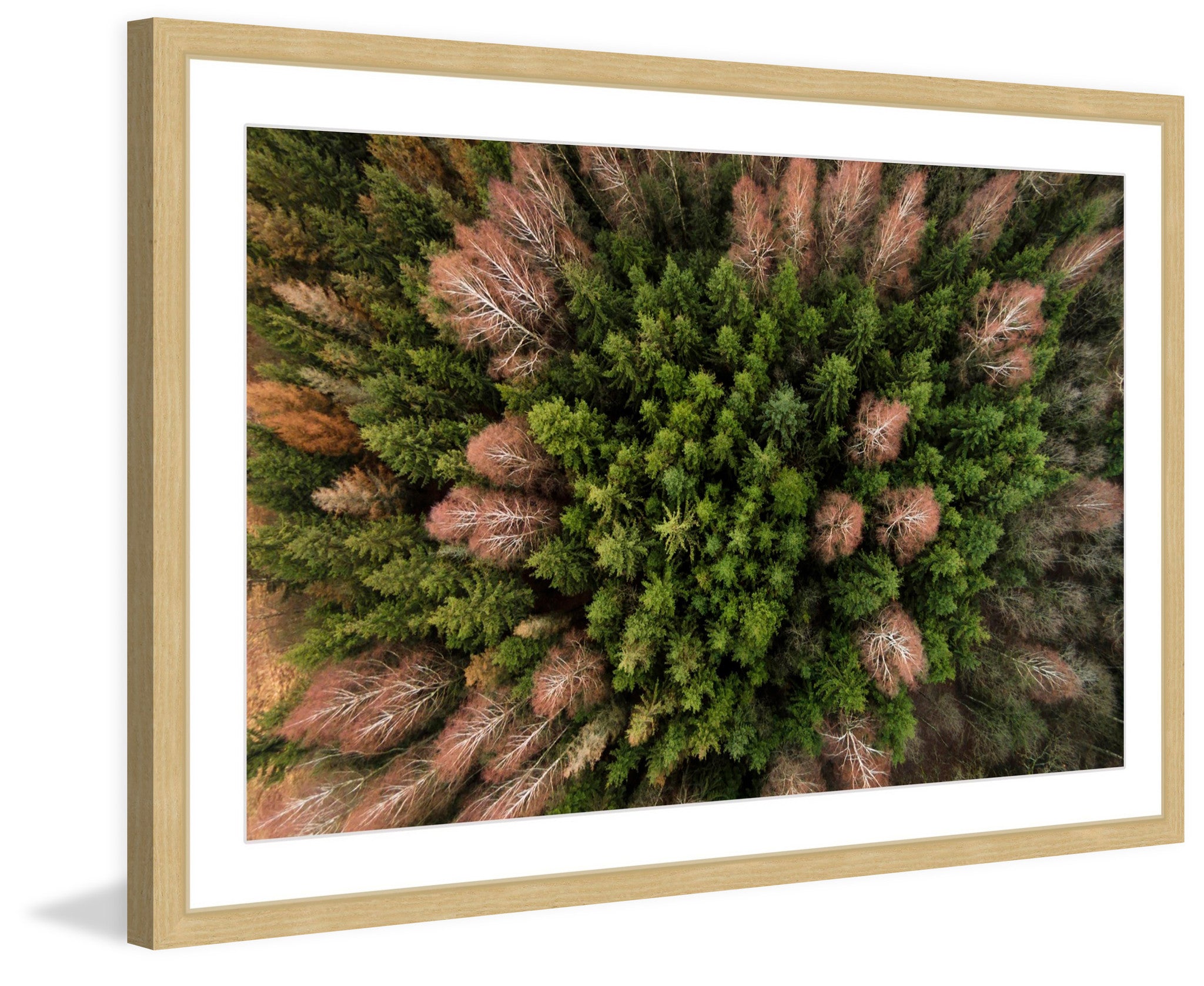 Feather Trees