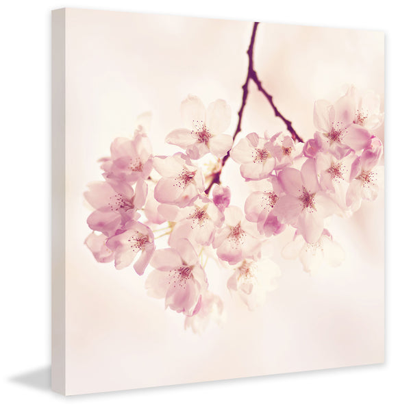 Cherry Blossoms – Marmont Hill