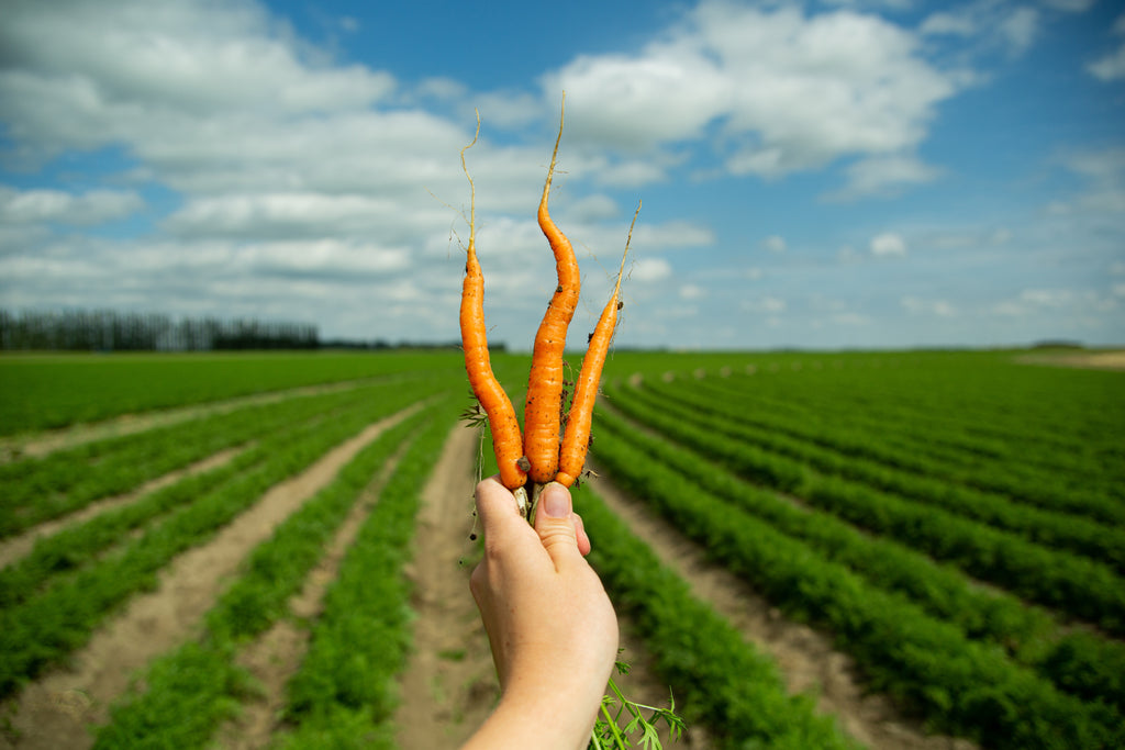 local, farm-grown carrots