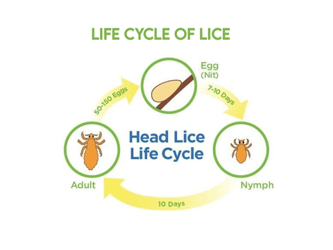 life cycle of lice, highlighting the effectiveness of anti-lice shampoo.