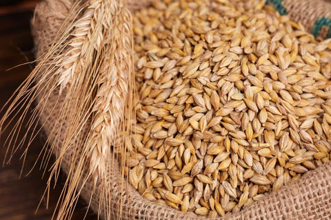 Hands holding barley grains, representing a natural treatment for hirsutism