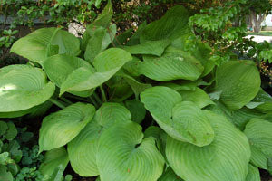 Hosta, Sum and Substance
