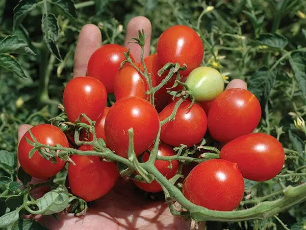 HEIRLOOM TOMATO Riesentraube Tomato Plant