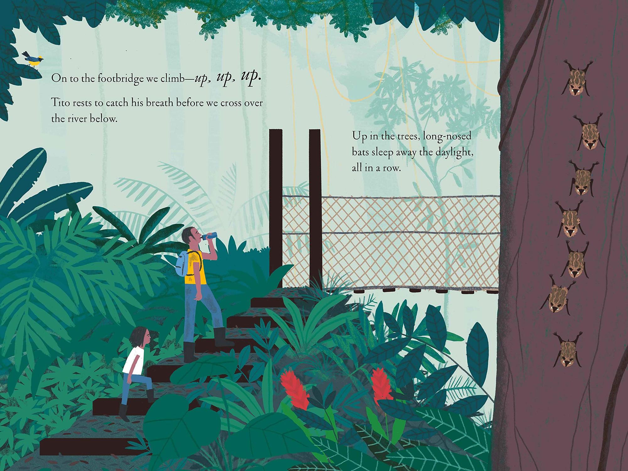 Kate Messner: Over and Under the Rainforest, Illustrated by Christopher Silas Neal