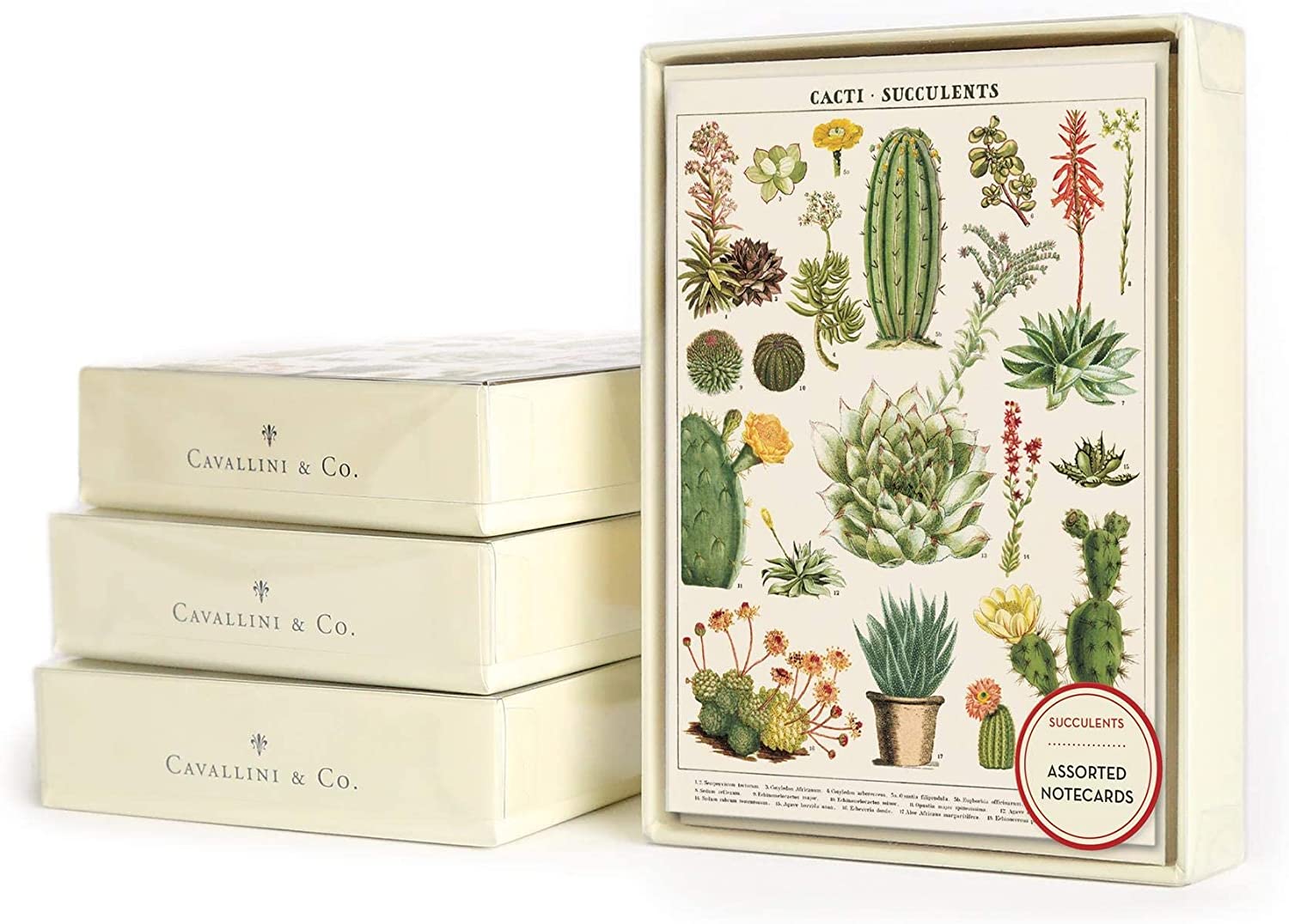 CACTI & SUCCULENTS NOTECARDS