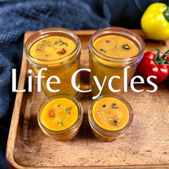 Life Cycles Candles