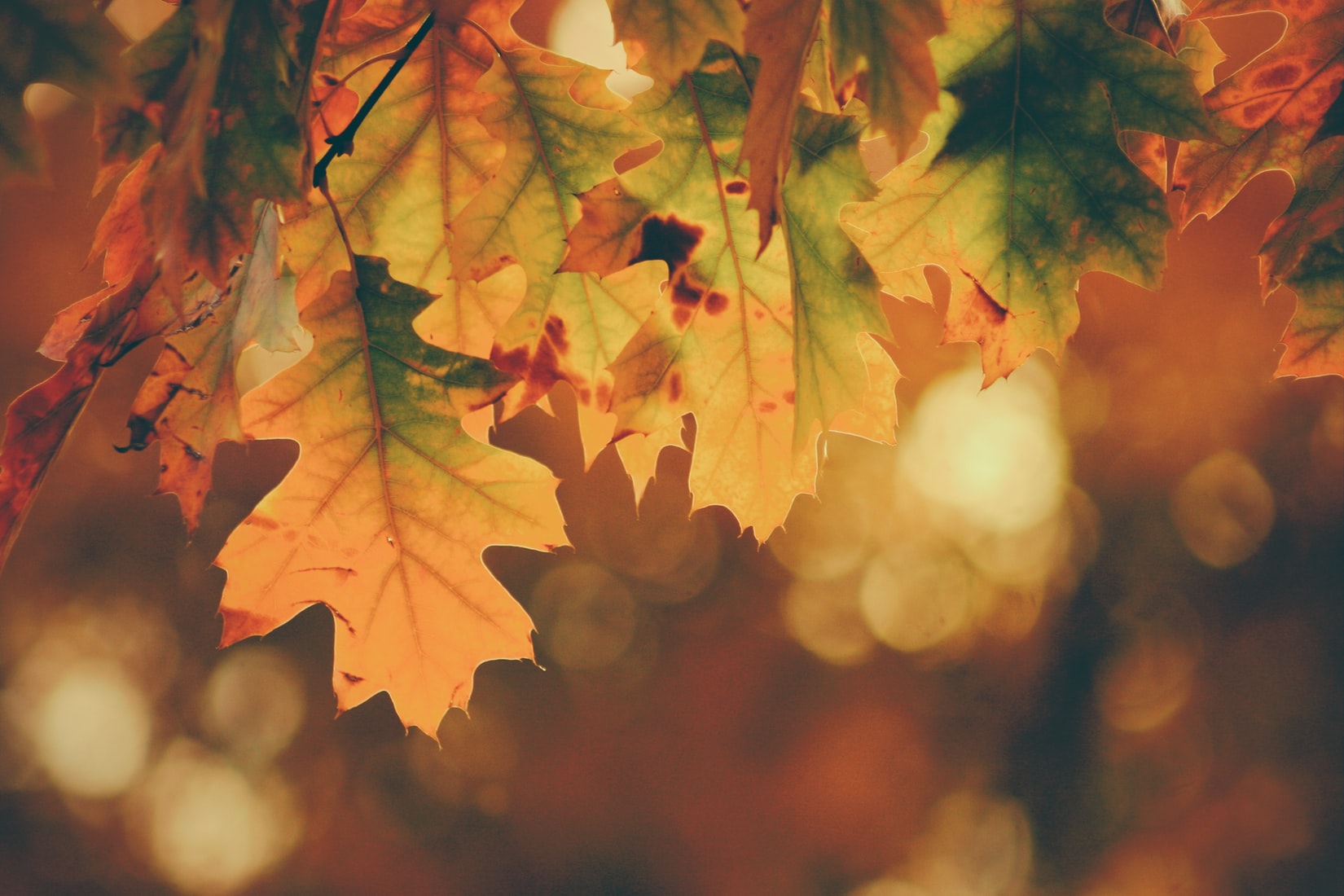 Aplazar la boda para otoño