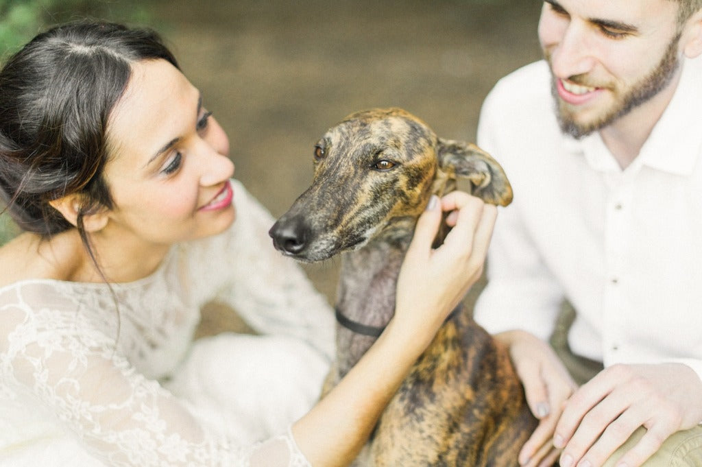 dog-greyhound-at-wedding