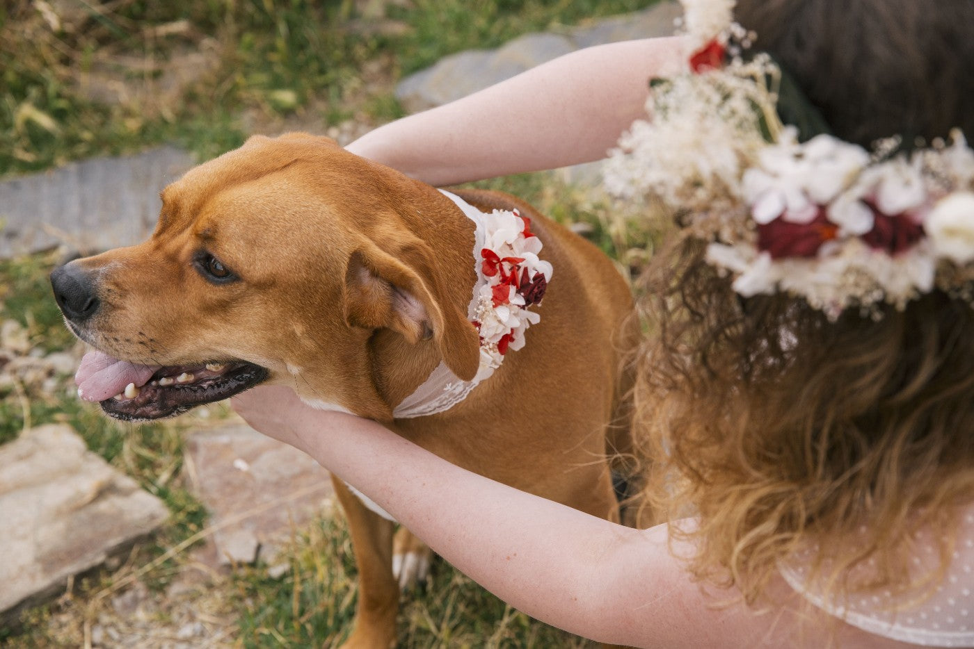 boda con perros