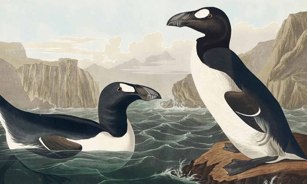 Great Auks by John James Audubon