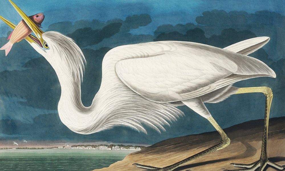 Great White Heron by John James Audubon