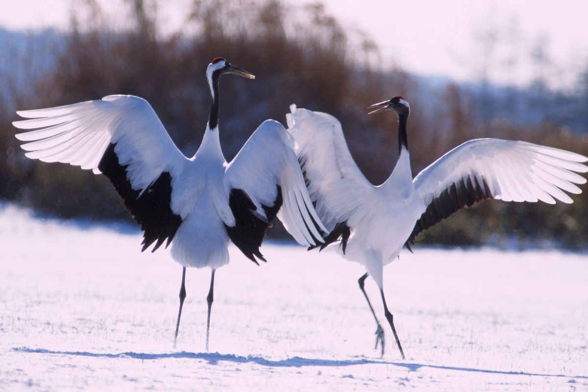 Japanese cranes