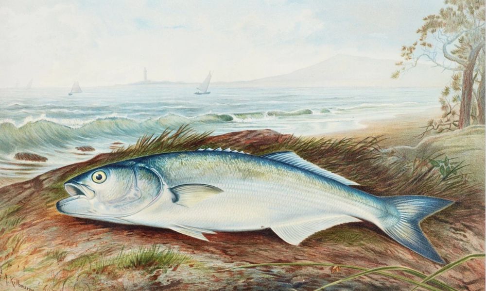 Sprat By Samuel Kilbourne