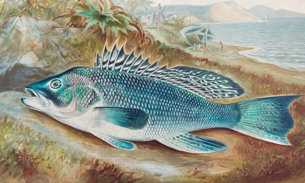 The Sea Bass By Samuel Kilbourne