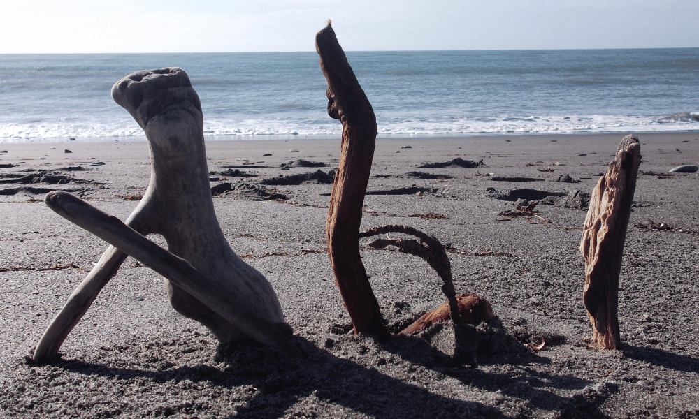 drift wood