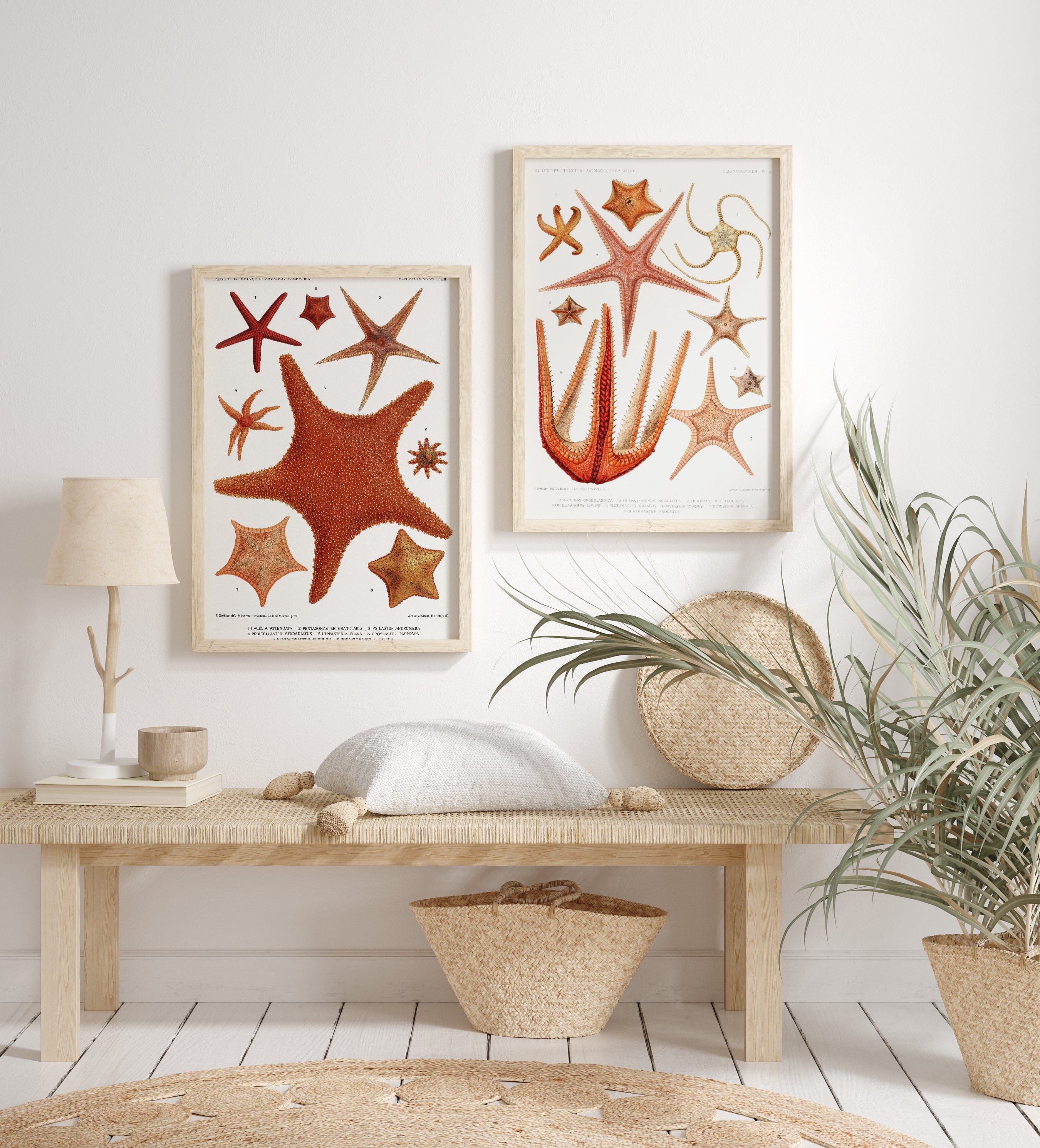 Starfish Art Print Pair 3