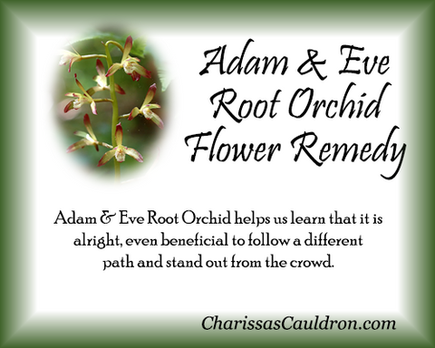 Adam & Eve Root Orchid