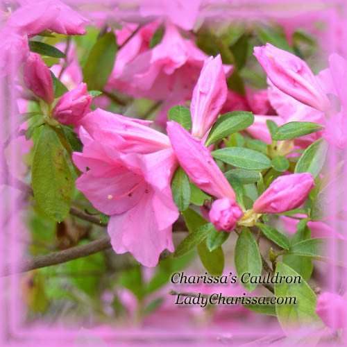 Pink Azalea Flower Essence - Nature's Remedies – Charissa's Cauldron