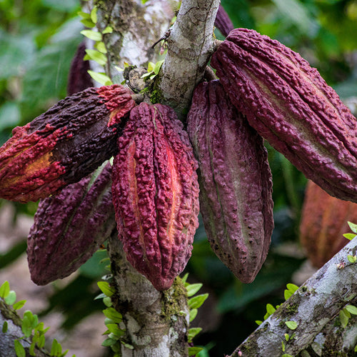Kakaofrucht_am_Baum