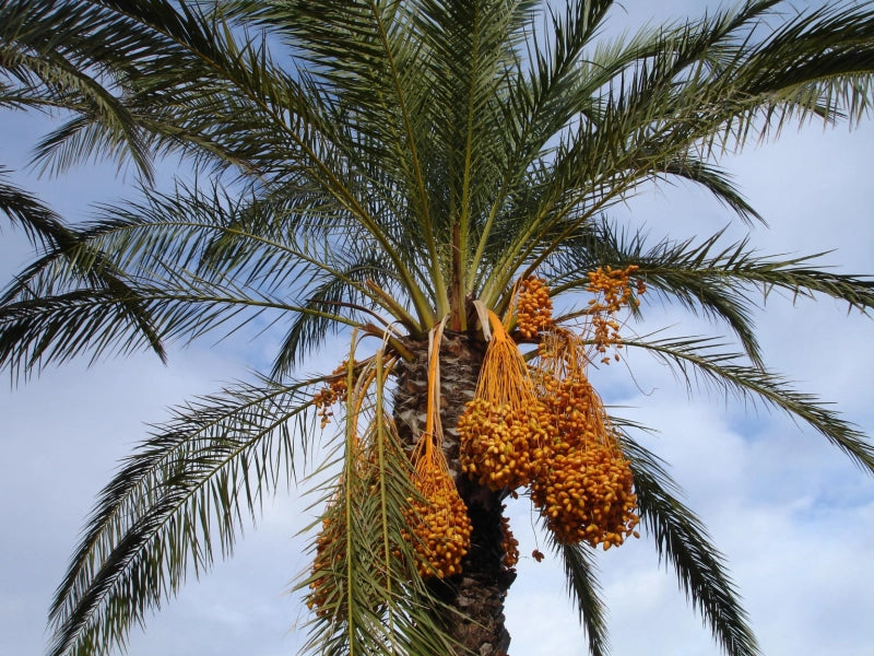 date-palm-800x600