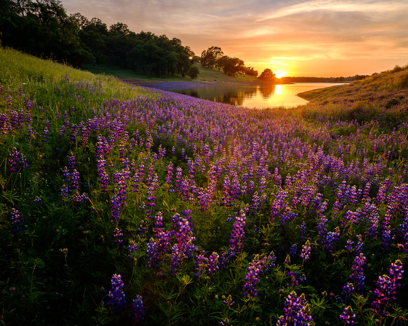 Folsom Lake's Eastern Shore