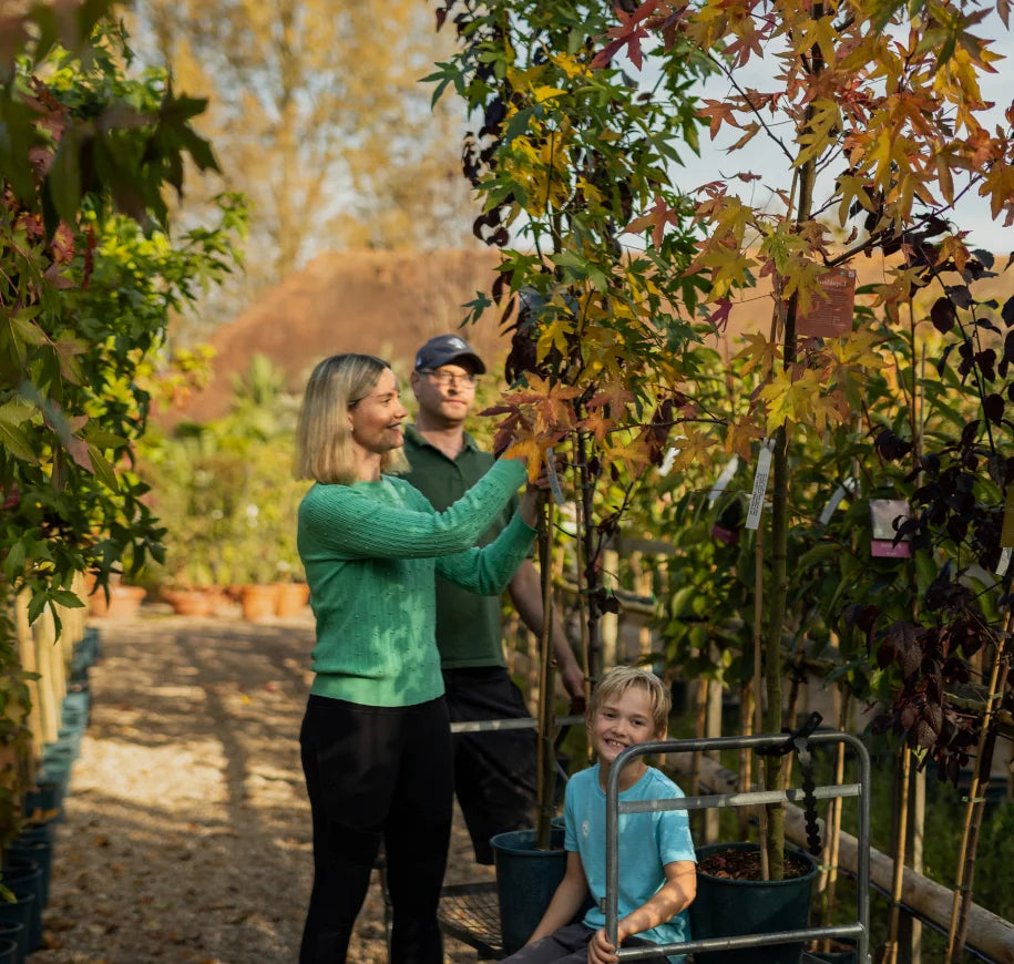 A happy family is shopping a trees