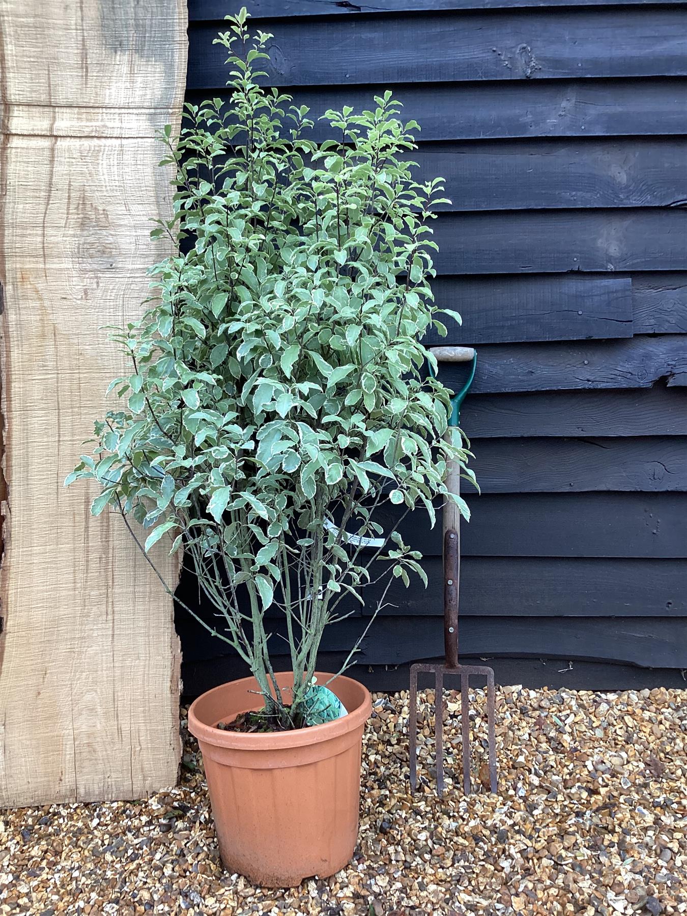 Pittosporum 'Collaig Silver' - 90-110cm, 25lt – Arundel Arboretum