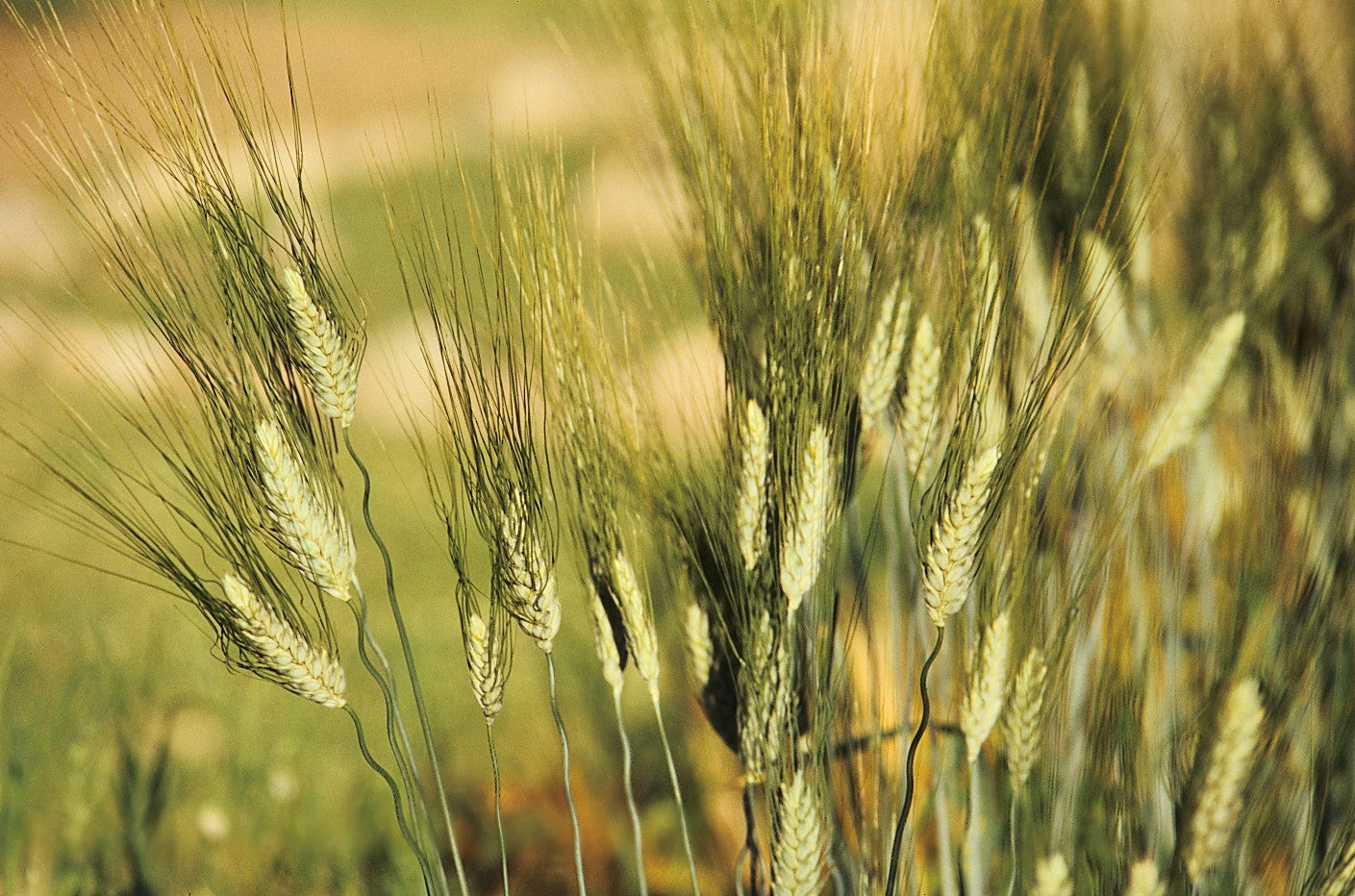 Kamut/Khorasan Wheat (Triticum turgidum spp. turanicum)