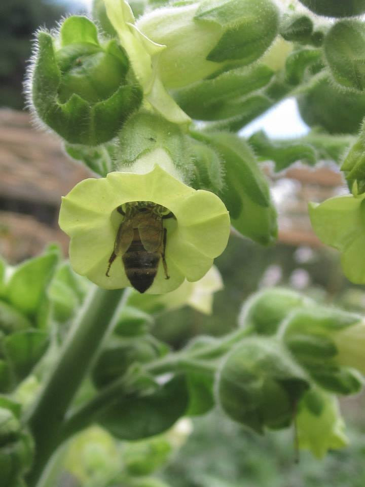 nicotiana rustica tobacco