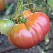 Hawkes Bay - Beefsteak Tomato Seed - Organic Heirloom