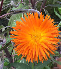 Calendula - Radio – Salt Spring Seeds