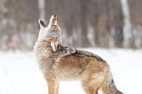 coyote howling in the snow