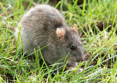 Brown rat norway rat sewer rat bugs bee gone pest control common pests in my area