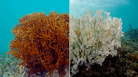 Coral bleaching devastation