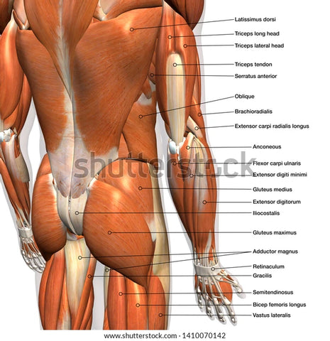 Posterior View of Anatomy