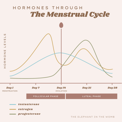 menstruation cycle hormones