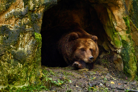 brown bear laying her head on her paws gazing out of her den