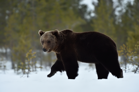 bear walking on snow