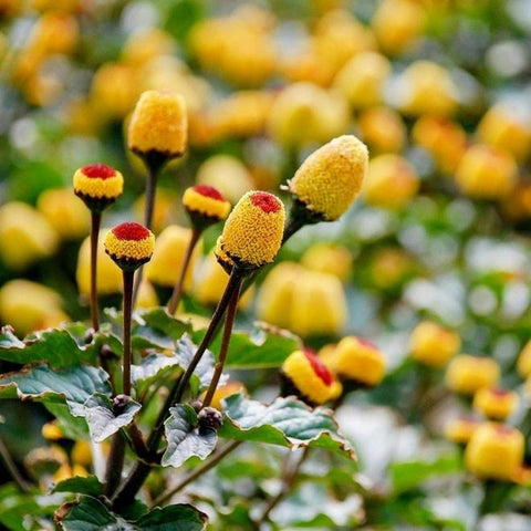 Picture Of Wild Flowers